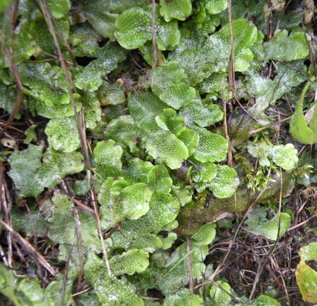 Epatica valdostana: Conocephalum conicum